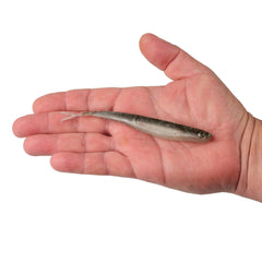 Lab Series™ Minnow