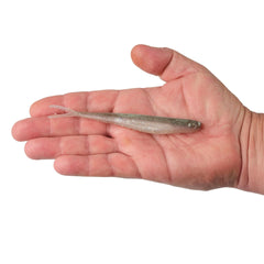 Lab Series™ Minnow