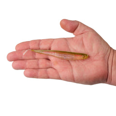 Lab Series™ Minnow