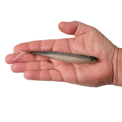 Lab Series™ Minnow