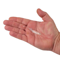 PowerBait® Drip Minnow
