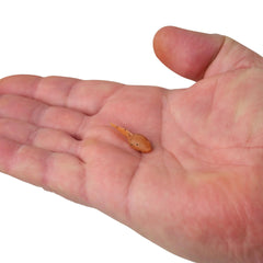 Gulp! Alive! Tadpole