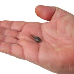 Gulp! Alive! Tadpole