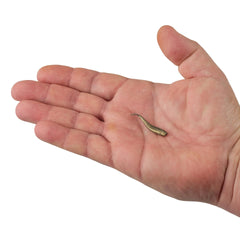 Gulp! Minnow