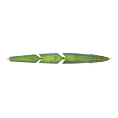 Magic Swimmer® Saltwater