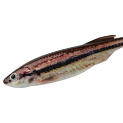 PowerBait® Drip Minnow