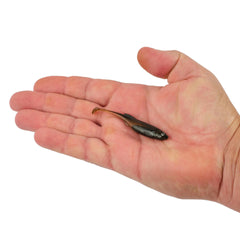 PowerBait Drip Swimmer