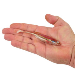 PowerBait Drip Swimmer