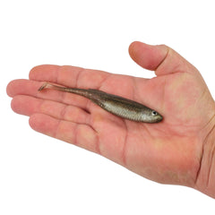 PowerBait® Drip Swimmer