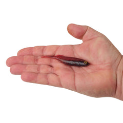 PowerBait Drip Swimmer