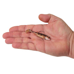 PowerBait Minnotator