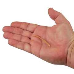 PowerBait Power Floating Trout Worm