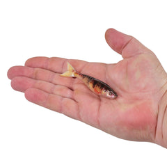 PowerBait PowerStinger