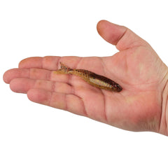 PowerBait PowerStinger
