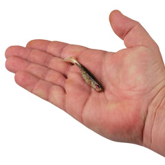 PowerBait Ripple Shad