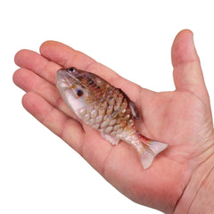PowerBait® Saltwater Gilly