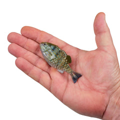 PowerBait Saltwater Gilly