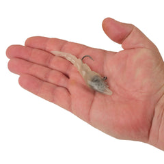 PowerBait Saltwater PowerSwitch Shrimp