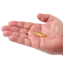 PowerBait The Champ Minnow
