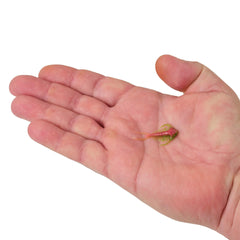 PowerBait Trilobite