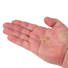 PowerBait Trilobite