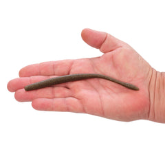 PowerBait® MaxScent Hit Worm Magnum