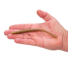 PowerBait® MaxScent Hit Worm Magnum