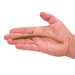 PowerBait® MaxScent Hit Worm Magnum