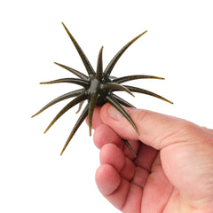 PowerBait® MaxScent 'Moeba