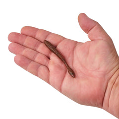 PowerBait MaxScent Flat Worm