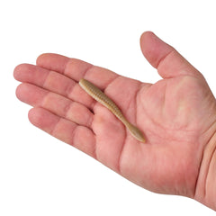PowerBait MaxScent Flat Worm