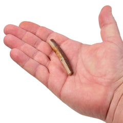 PowerBait MaxScent Lil' General