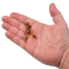 PowerBait MaxScent Lil' Trooper